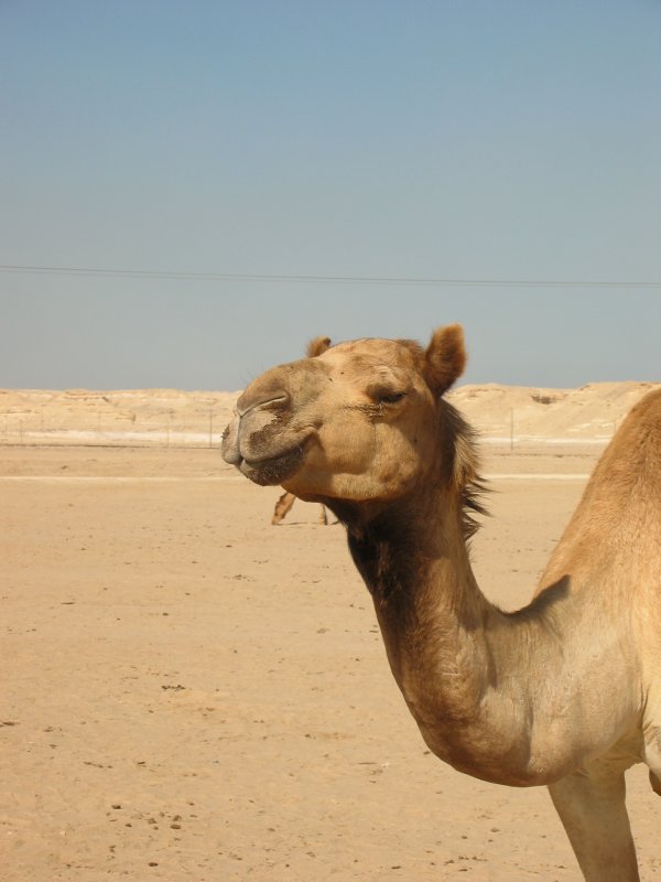 Mr Camel