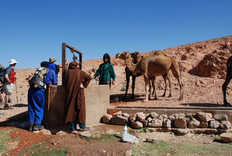 Camels At The Well