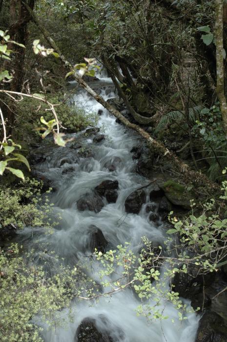 Tongariro 17: Streams in the Forest